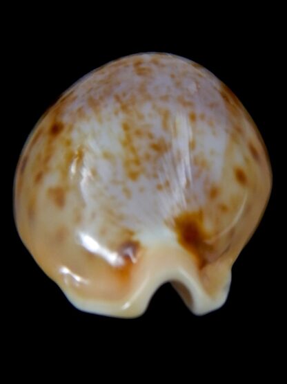 Nesiocypraea teramachii neocaledonica 56,9 mm Gem -37481