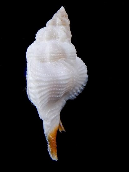 Pterynotus (Pterynotus) patagiatus.. Big size ... 44,9 mm Gem -37602