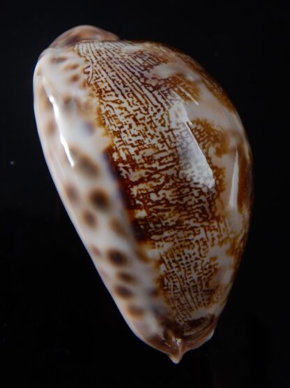 Leporicypraea mappa rewa 61,5 mm Gem-37839