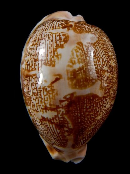 Leporicypraea mappa geographica ..DWARF FORM... 43,6 mm Gem-37849