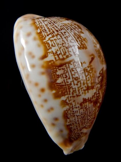 Leporicypraea mappa geographica ..DWARF FORM... 43,6 mm Gem-37851