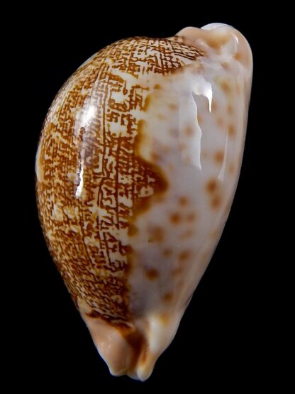 Leporicypraea mappa geographica ..DWARF FORM... 43,6 mm Gem-37855