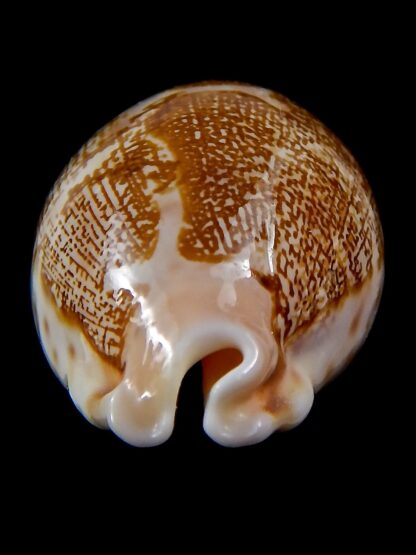 Leporicypraea mappa geographica ..DWARF FORM... 43,6 mm Gem-37853