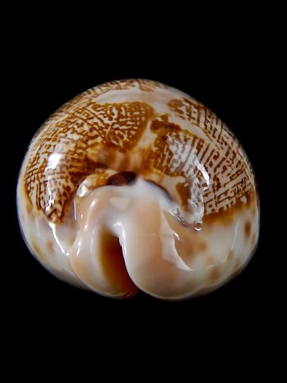 Leporicypraea mappa geographica ..DWARF FORM... 43,6 mm Gem-37854