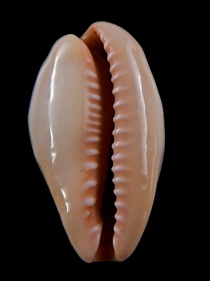 Zonaria pyrum petitiana ..GIANT ... 33,5 mm Gem --37894