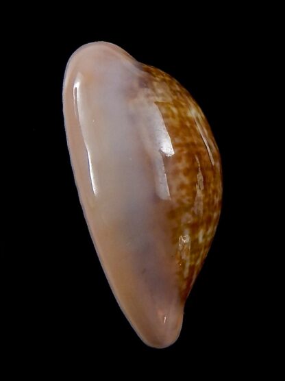 Zonaria pyrum petitiana ..GIANT ... 33,5 mm Gem --37896