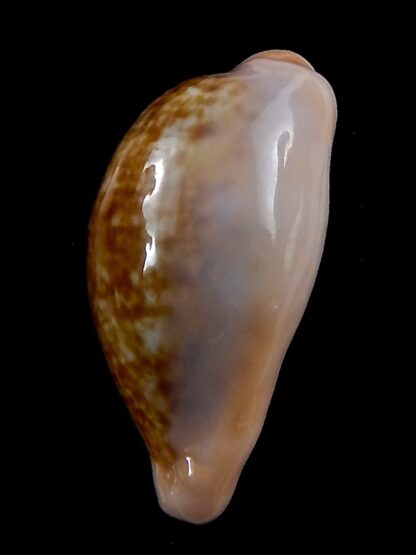Zonaria pyrum petitiana ..GIANT ... 33,5 mm Gem --37897
