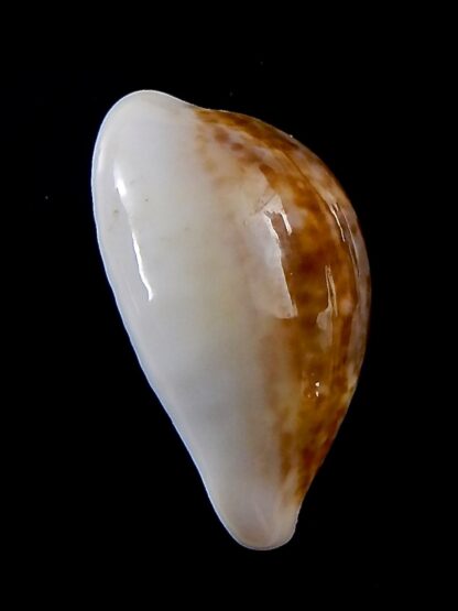 Zonaria pyrum angelicae ... GIANT ... 27,5 mm Gem-37883