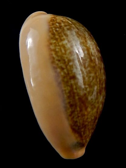Erronea errones bimaculata .. GIANT ... 35,1 mm Gem-37859