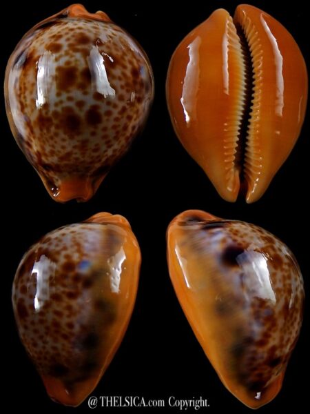 Lyncina porteri porteri.. Big SIZE ... 50 mm gem-0