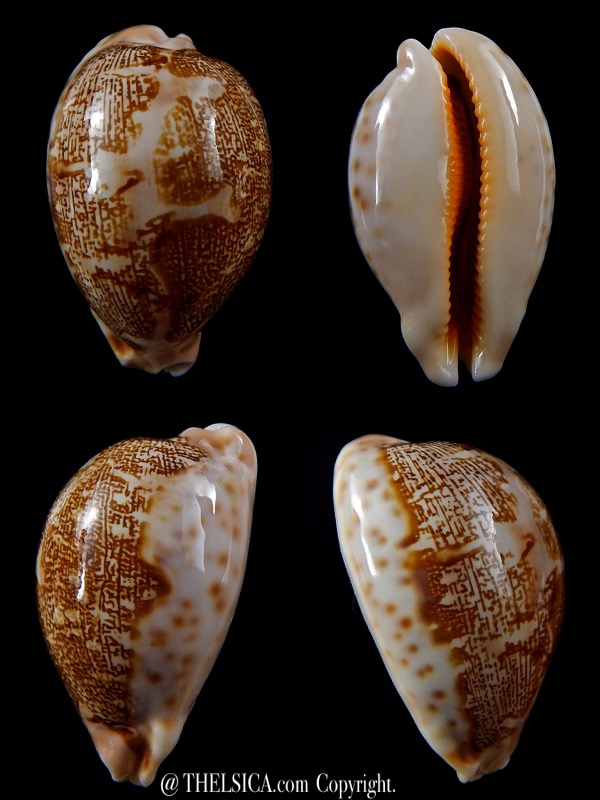 Leporicypraea mappa geographica ..DWARF FORM... 43,6 mm Gem-0