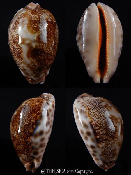 Leporicypraea mappa rewa 61,5 mm Gem-0