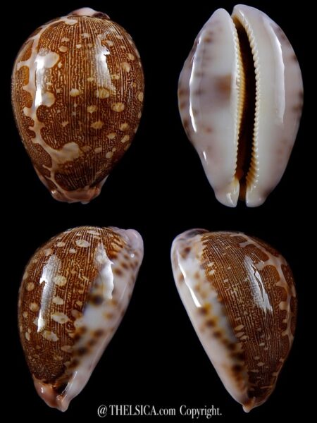 Leporicypraea mappa viridis guamensis 63,3 mm Gem-0