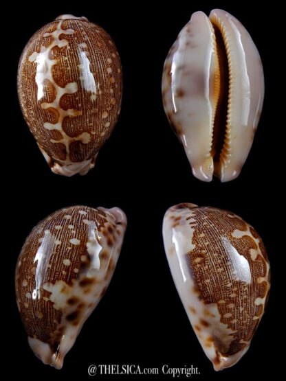 Leporicypraea mappa viridis guamensis 66,4 mm Gem-0