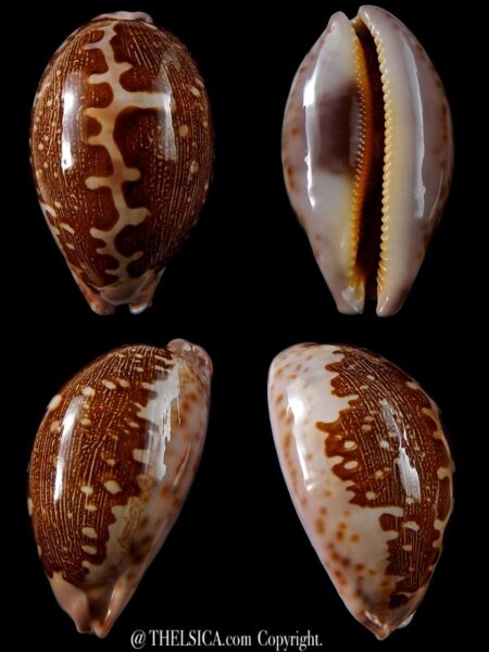 Leporicypraea mappa viridis montrouzieri 64,6 mm gem -0
