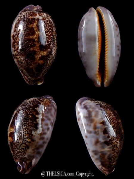 Leporicypraea rosea aliwalensis 61,9 mm Gem-0