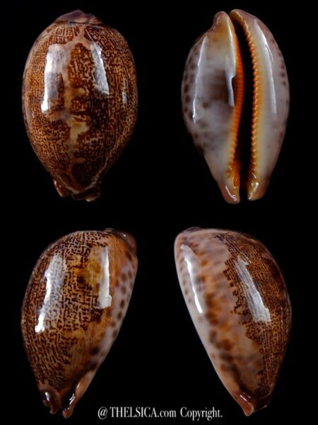 Leporicypraea rosea aliwalensis 68,9 mm F+++/Gem-0