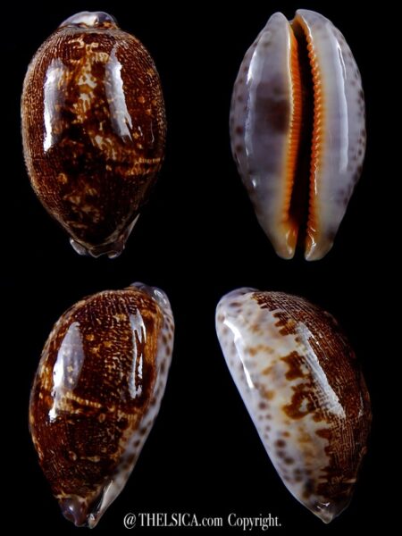Leporicypraea rosea aliwalensis 69,8 mm Gem-0