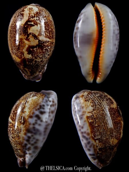 Leporicypraea rosea ultraviola 65,3 mm Gem-0