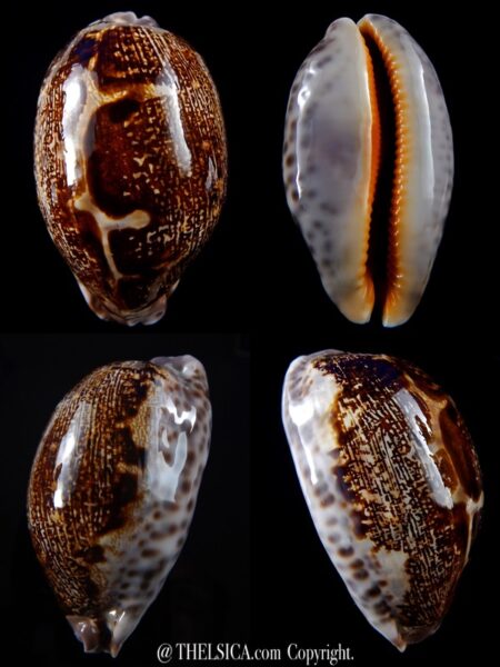 Leporicypraea rosea ultraviola .. Big size ...76,7 mm Gem-0