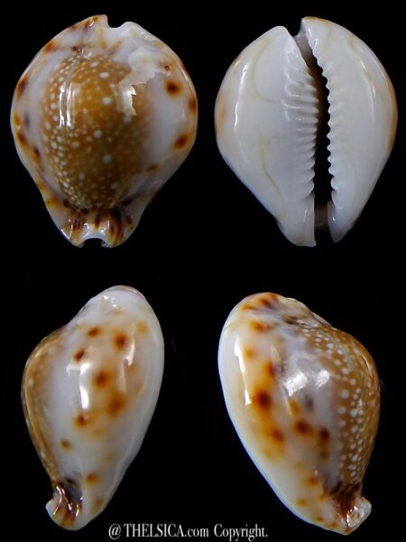 Naria lamarckii redimita phuketensis 25,8 mm Gem -0
