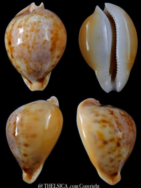 Nesiocypraea teramachii neocaledonica 56,9 mm Gem -0