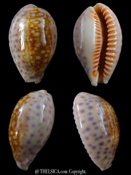 Ovatipsa chinensis amiges whitworthi 36,9 mm Gem-0