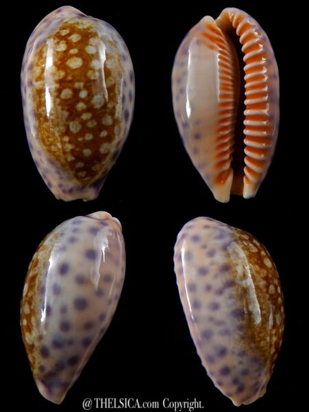 Ovatipsa chinensis amiges whitworthi 40,4 mm Gem-0