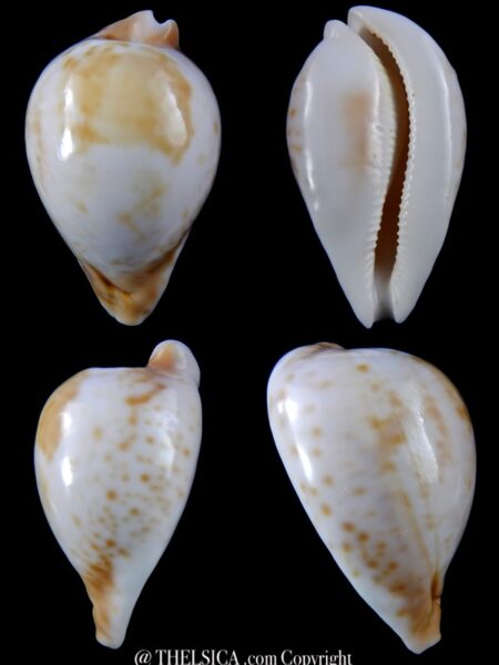 Umbilia hesitata suprastrata ... 93,1 mm Gem-0