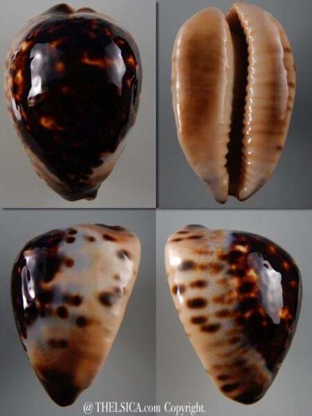 Zoila eludens eludens 66,8 mm Gem-0