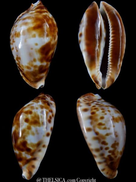 Zoila friendii ..SP pattern ... 74,6 mm Gem (-)-0