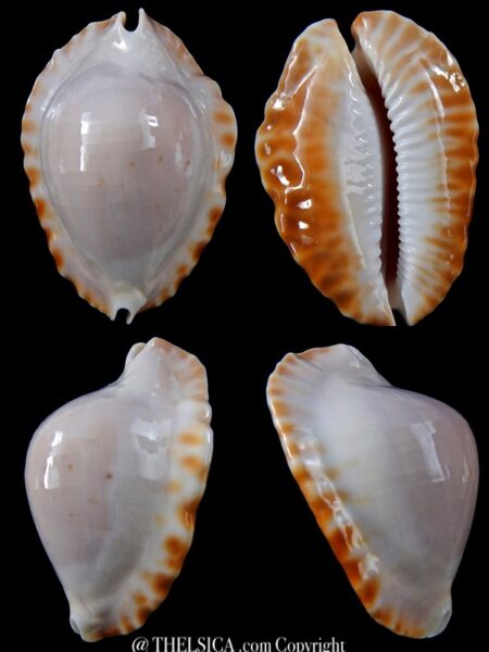 Zoila ketyana hypermarginata 50,8 mm Gem-0