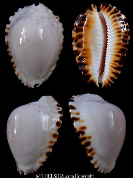 Zoila marginata ketyana 47,2 mm Gem -0