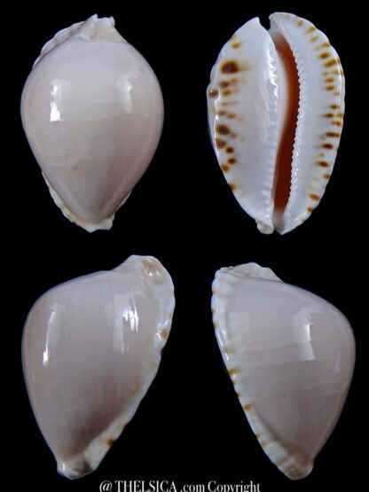 Zoila marginata albanyensis ..Deep water ...48,6 mm Gem-0