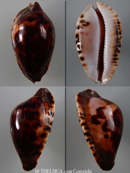 Zoila marginata consueta ..Exceptional colour ... 63,4 mm Gem-0