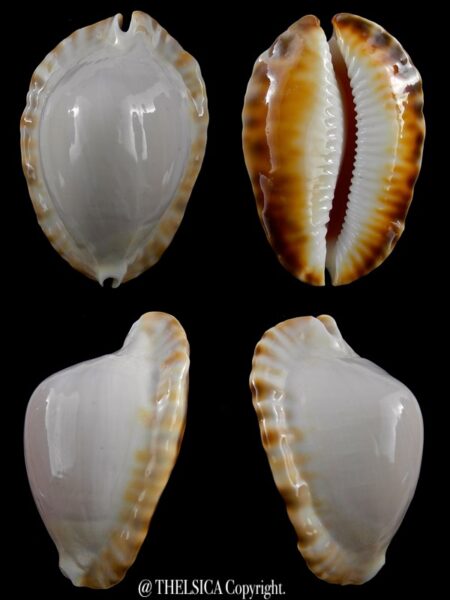 Zoila marginata ketyana hypermarginata 49,3 mm Gem-0