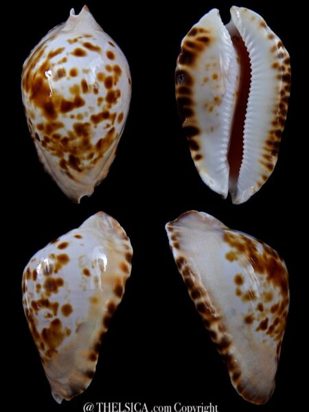 Zoila marginata marginata 65 mm Gem -0