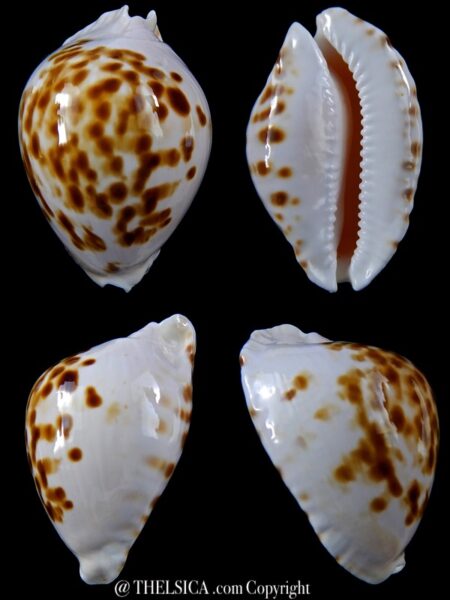 Zoila marginata orientalis 55,4 mm Gem -0