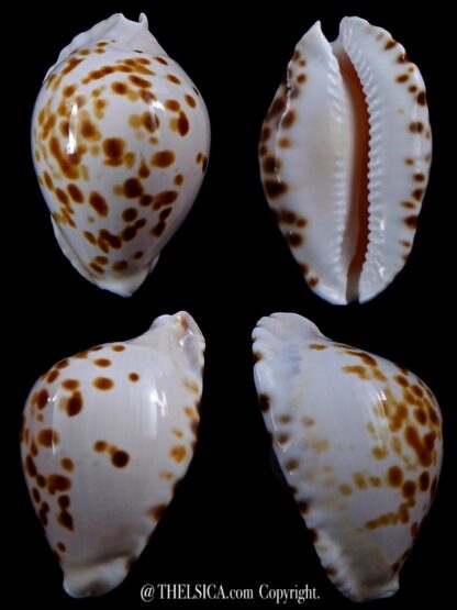 Zoila marginata orientalis 56 mm Gem -0