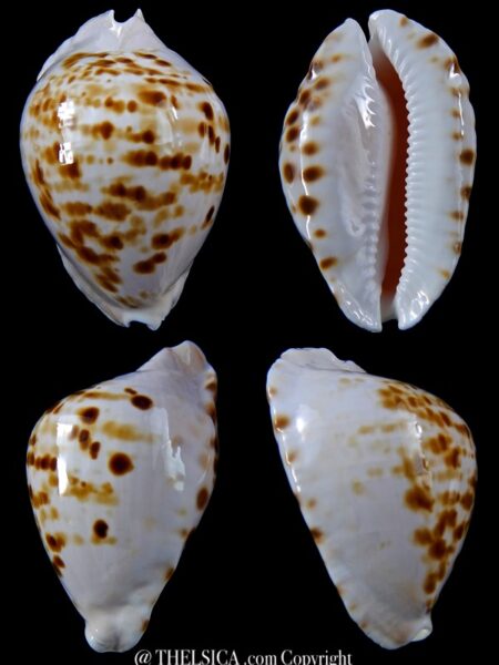 Zoila marginata orientalis 58.8 mm Gem -0