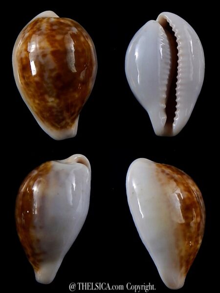 Zonaria pyrum angelicae ... GIANT ... 27,5 mm Gem-0