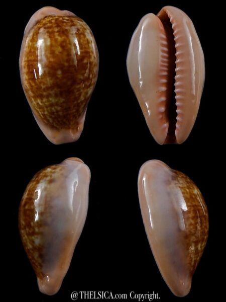 Zonaria pyrum petitiana ..GIANT ... 33,5 mm Gem --0