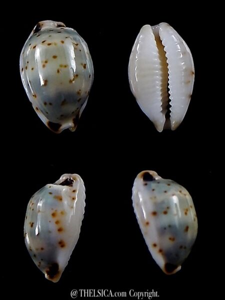 Bistolida hirundo rouxi 13,9 mm Gem-0