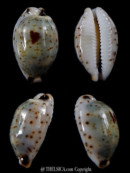 Bistolida hirundo rouxi 18,3 mm Gem-0