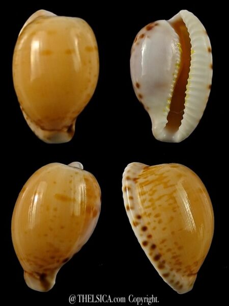 Cypraea algoensis algoensis. 23.8 mm Gem-0