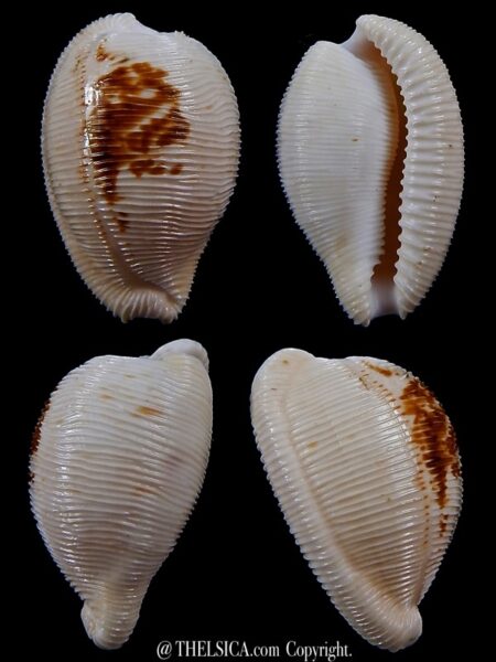 Cypraeovula capensis cineracea 27,2 mm Gem-0