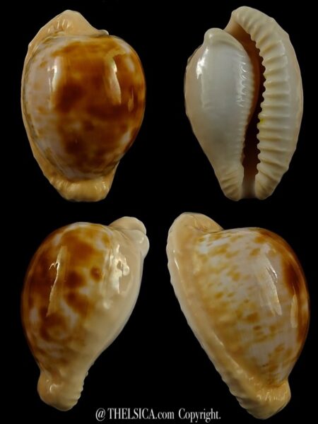 Cypraeovula coronata debruini 33,6 mm Gem-0