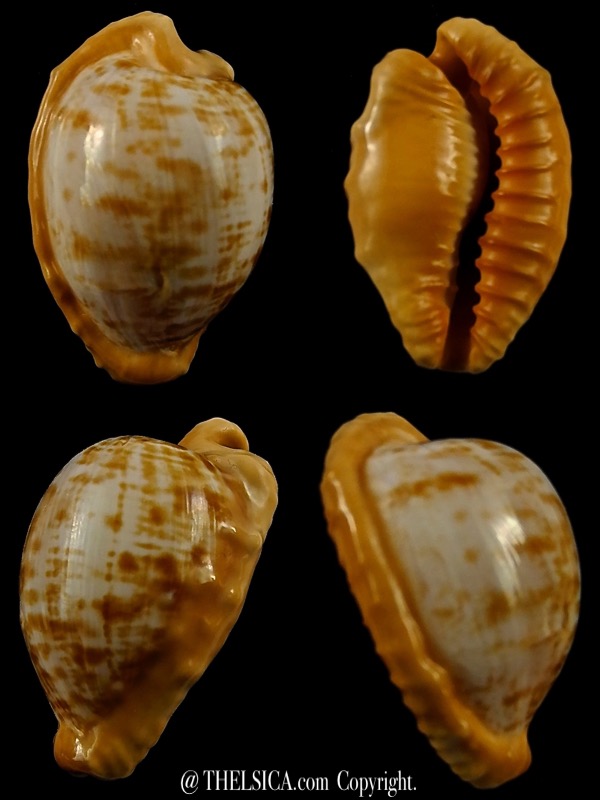 Cypraeovula coronata coronata gloriosa 29 mm Gem-0