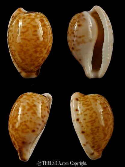 Cypraeovula edentula astonensis 21,2 mm Gem-0