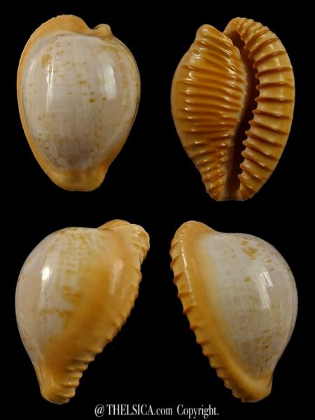 Cypraeovula fuscodentata sphaerica 31,2 mm Gem -0